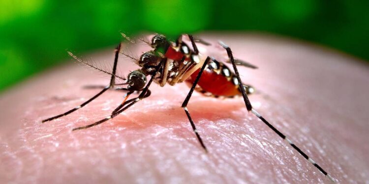 Foto: internet // Ataca el mosquito del dengue en la Cuenca.