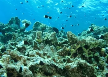 ¡Alerta! La tierra supera el límite de acidificación de los océanos