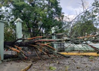 La borrasca de la tarde del martes 2 de septiembre derribó un árbol frente a la 28/a Zona Militar.