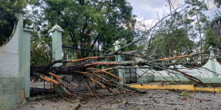 La borrasca de la tarde del martes 2 de septiembre derribó un árbol frente a la 28/a Zona Militar.