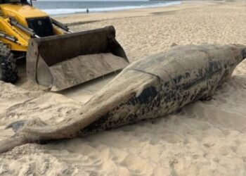 En dos años, 92 ballenas grises muertas en Baja California Sur