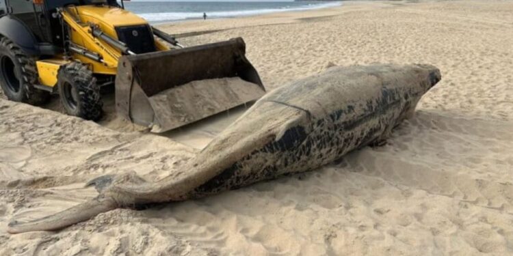 En dos años, 92 ballenas grises muertas en Baja California Sur