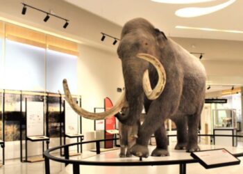Mamut mexicano: fortalece UNAM hipótesis tras hallazgos en el AIFA