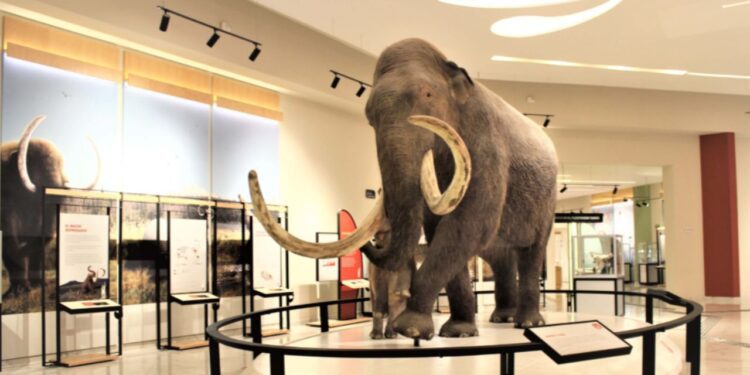 Mamut mexicano: fortalece UNAM hipótesis tras hallazgos en el AIFA
