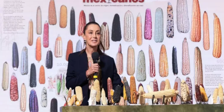 Tortillas horneadas por campesinos, ofrece Sheinbam; precio de garantía