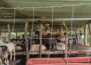 En Oaxaca, activos más de 110 casos de gusano barrenador, estima Sefader