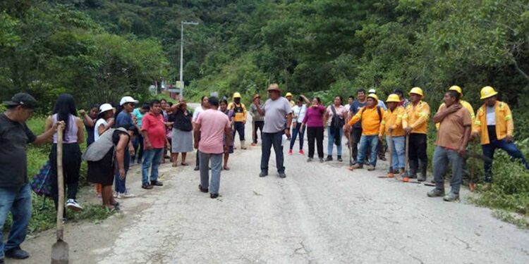 En San Isidro Huayápam sembraron 3 mil árboles para restaurar el entorno natural.