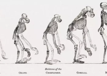 Un hueso, evolución clave para la habilidad humana de caminar erguidos