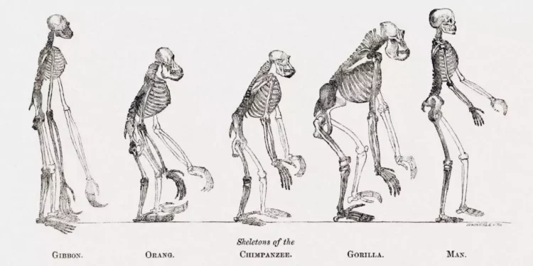Un hueso, evolución clave para la habilidad humana de caminar erguidos