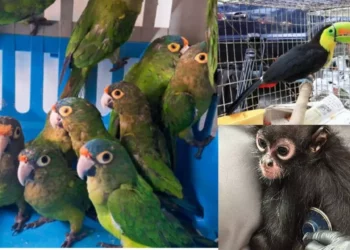 Profepa y Meta unen fuerzas para combatir el tráfico ilegal de vida silvestre en redes sociales