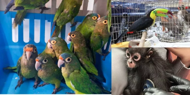 Profepa y Meta unen fuerzas para combatir el tráfico ilegal de vida silvestre en redes sociales