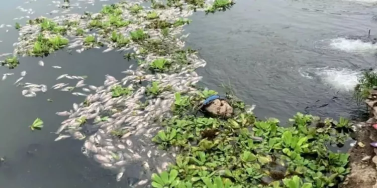 Enésimo anuncio para rescatar el Río los Perros en Juchitán