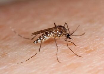 La entidad, con 20 muertes en estudio por probable dengue
