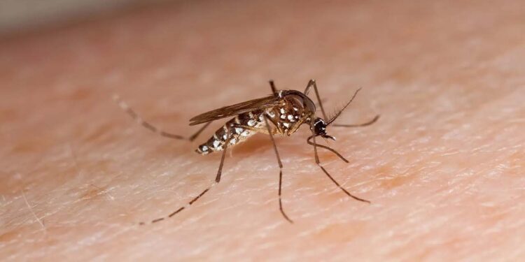 La entidad, con 20 muertes en estudio por probable dengue