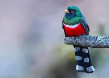 El Pájaro Bandera, símbolo con los colores patrios