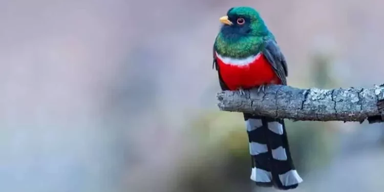 El Pájaro Bandera, símbolo con los colores patrios