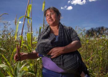 Foto: Gobierno de México // El INEGI mostró que en el país 80 mil 615 mujeres lideran unidades de producción con agricultura a cielo abierto.