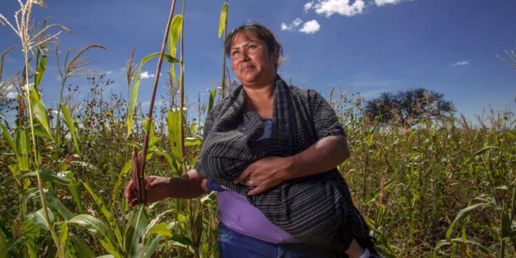 Foto: Gobierno de México // El INEGI mostró que en el país 80 mil 615 mujeres lideran unidades de producción con agricultura a cielo abierto.