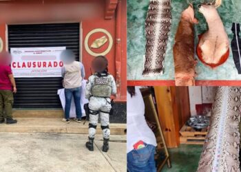 Clausuran huarachería en Yalálag por vender productos con piel piel de especies protegidas