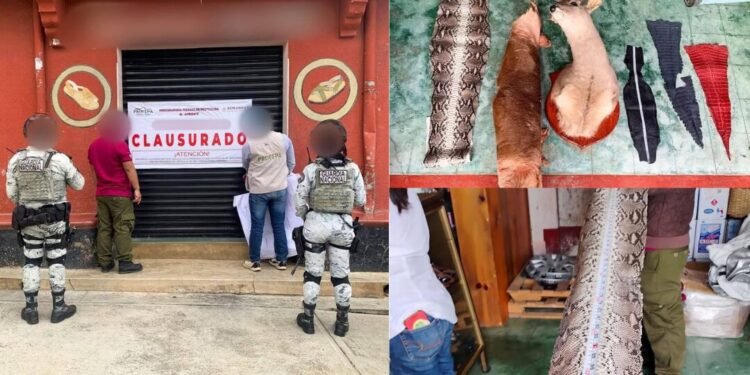 Clausuran huarachería en Yalálag por vender productos con piel piel de especies protegidas