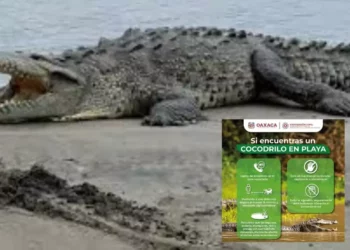 Alerta en Puerto Escondido por cocodrilos: ¿turistas y habitantes en riesgo?
