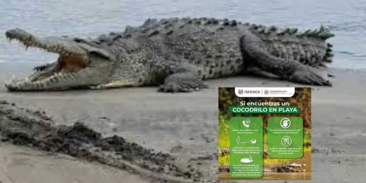 Alerta en Puerto Escondido por cocodrilos: ¿turistas y habitantes en riesgo?