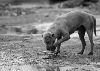 Foto: internet – ilustrativa // Perros y gatos buscan comida y de paso defecan en el primer cuadro de Huautla.