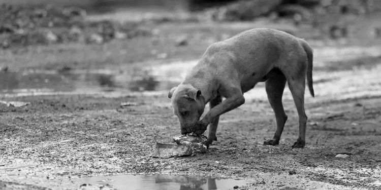 Foto: internet – ilustrativa // Perros y gatos buscan comida y de paso defecan en el primer cuadro de Huautla.