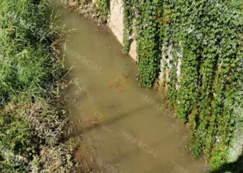 Fotos: Jesús Santiago // El estancamiento de agua de lluvia, con un tono verdoso, así como micro ambientes con los arbustos, el pasto y la maleza crecida que se ha convertido en un problema de contaminación.