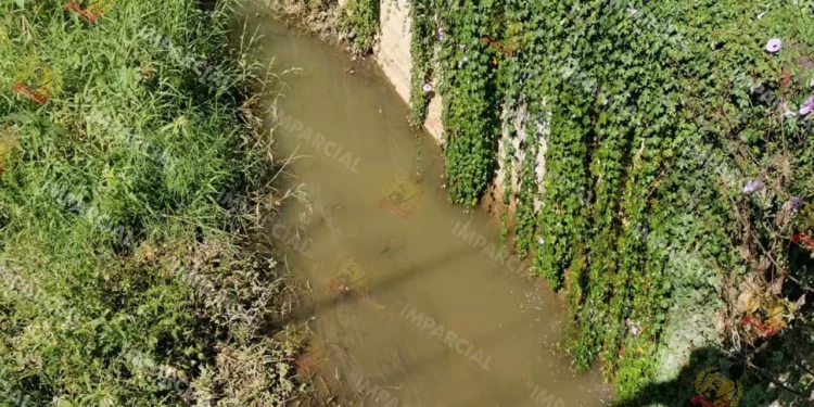 Fotos: Jesús Santiago // El estancamiento de agua de lluvia, con un tono verdoso, así como micro ambientes con los arbustos, el pasto y la maleza crecida que se ha convertido en un problema de contaminación.