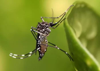 Foto: ilustrativa // Tuxtepec concentra el mayor número de casos acumulados de esta enfermedad transmitida por vector.
