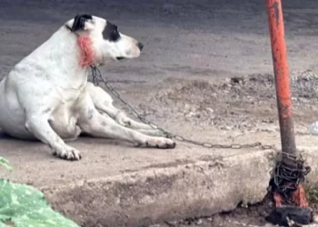 El canino recibe el cuidado necesario y se recupera de las lesiones sufridas.