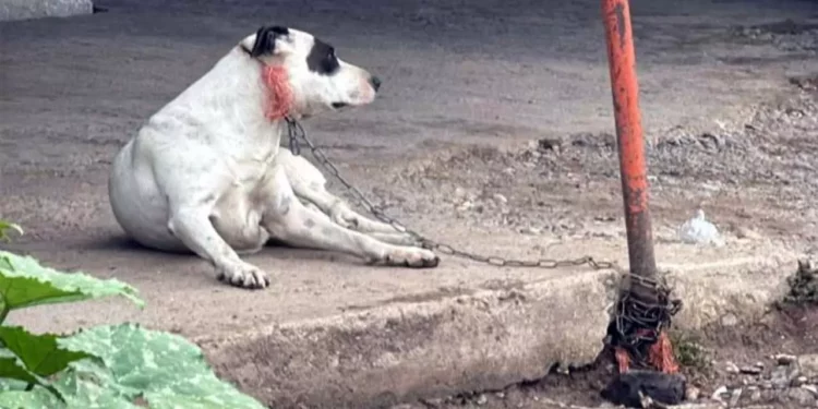 El canino recibe el cuidado necesario y se recupera de las lesiones sufridas.