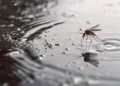 Foto: archivo – ilustrativa // Exhorta a ciudadanos a mantener la limpieza de patios y azoteas, así como evitar la acumulación de agua en recipientes que puedan ser potenciales criaderos de mosquitos.