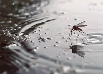 Foto: archivo – ilustrativa // Exhorta a ciudadanos a mantener la limpieza de patios y azoteas, así como evitar la acumulación de agua en recipientes que puedan ser potenciales criaderos de mosquitos.