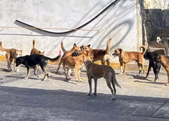 Ciudadanos a la conciencia social para evitar el abandono de perros.