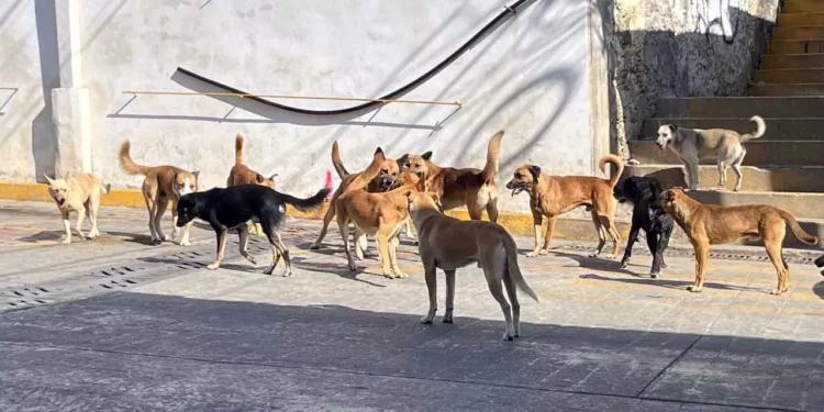 Ciudadanos a la conciencia social para evitar el abandono de perros.