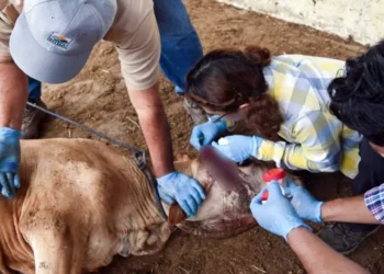 Foto: ilustrativa // Por este registro, Oaxaca se ubica en segundo lugar de los estados del país con gusano barrenador, apenas por debajo de Chiapas con 4 mil 088.