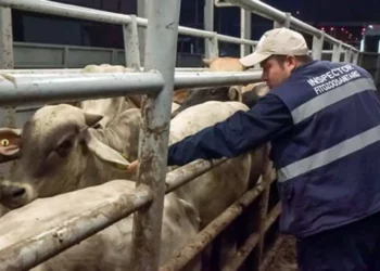 Foto: internet – ilustrativa // La mayoría de los casos de barrenador se han dado en el ganado bovino y equino, sin embargo, puede darse en animales de sangre caliente desde caninos, burritos hasta en guajolotes.