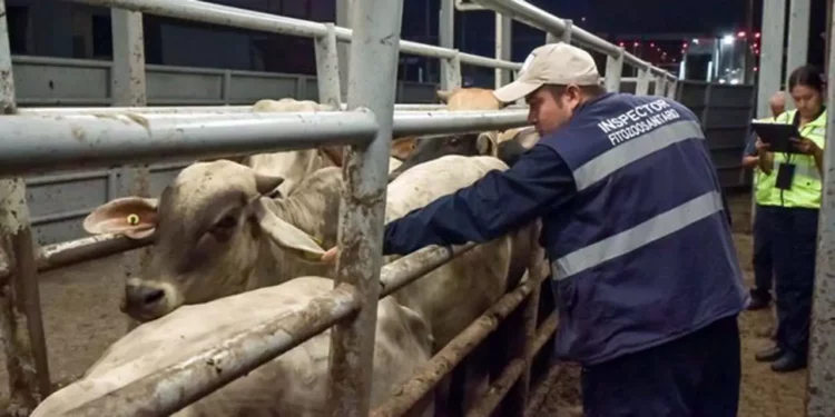 Foto: internet – ilustrativa // La mayoría de los casos de barrenador se han dado en el ganado bovino y equino, sin embargo, puede darse en animales de sangre caliente desde caninos, burritos hasta en guajolotes.
