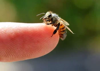 Foto: internet – ilustrativa // En el ámbito nacional, Oaxaca ocupa el segundo lugar con más atenciones por picadura de abejas, apenas por debajo de Jalisco con 716.