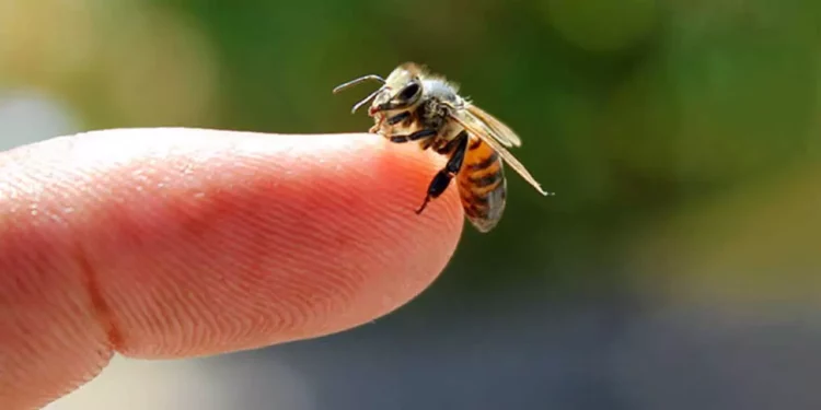 Foto: internet – ilustrativa // En el ámbito nacional, Oaxaca ocupa el segundo lugar con más atenciones por picadura de abejas, apenas por debajo de Jalisco con 716.