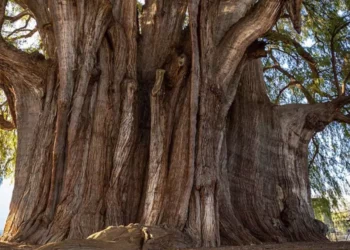 El Árbol del Tule cumple más de dos mil años y sigue sin plan de conservación integral