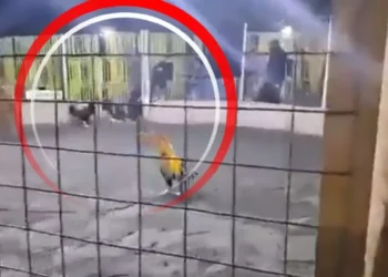VIDEO | Karma fatal: muere hombre atacado por su propio gallo