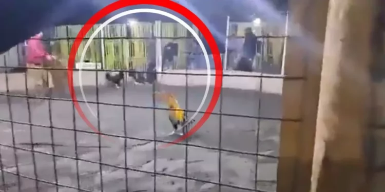 VIDEO | Karma fatal: muere hombre atacado por su propio gallo