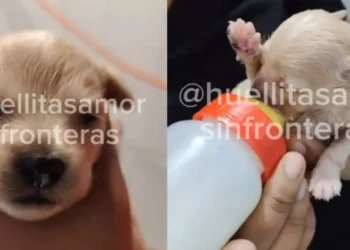 VIDEO | El milagro de Cerecito: el único cachorro que sobrevivió en Iztapalapa