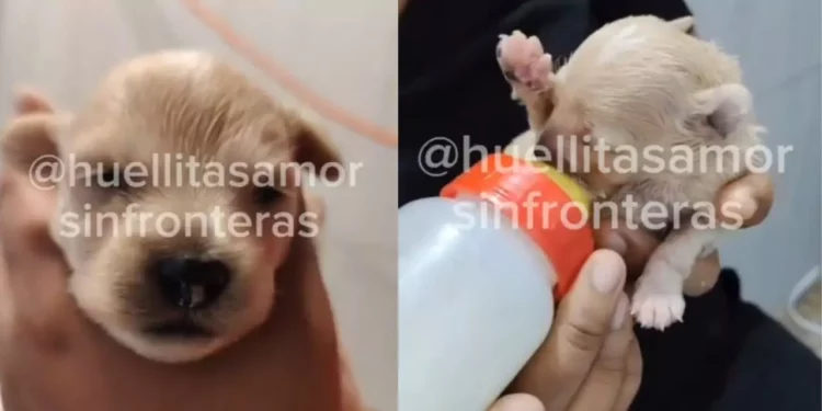 VIDEO | El milagro de Cerecito: el único cachorro que sobrevivió en Iztapalapa