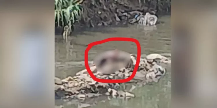 Localizan cadáver humano en el río Atoyac, a la altura de Instituto Cumbres
