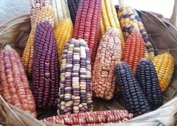 En la entidad oaxaqueña existen 35 razas nativas de maíz y se siembran al menos 18 variedades de maíz mejorado.