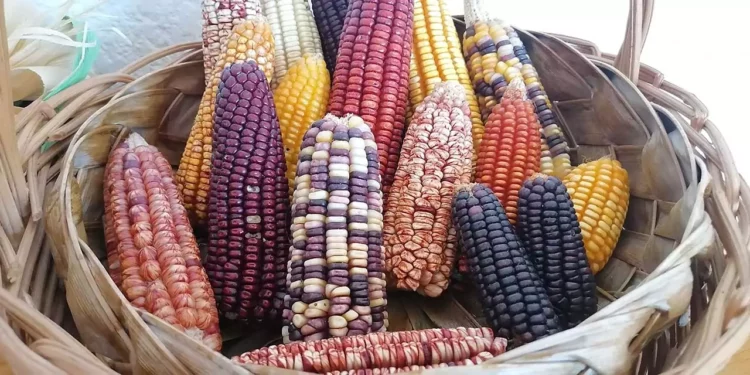 En la entidad oaxaqueña existen 35 razas nativas de maíz y se siembran al menos 18 variedades de maíz mejorado.